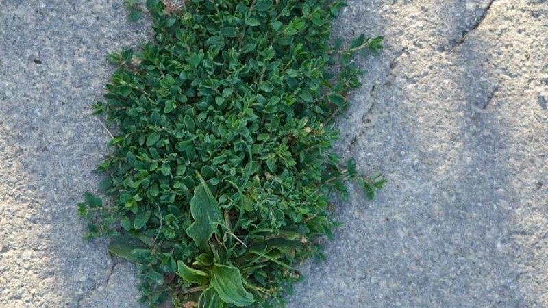 How to Keep Unwanted Grass and Weeds Away from Driveways and Walkways