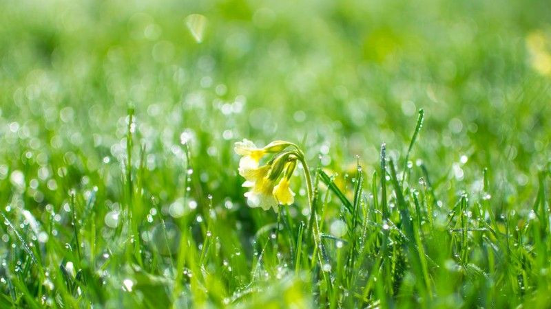 Dew-covered grass showing the moist lawn conditions that can affect Red Deer lawns