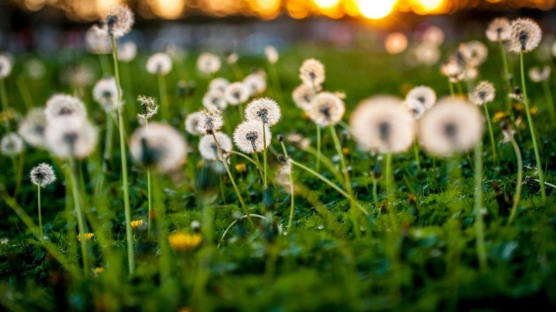 Dandelions with fluffy white seed heads scattered across a lawn at sunset.