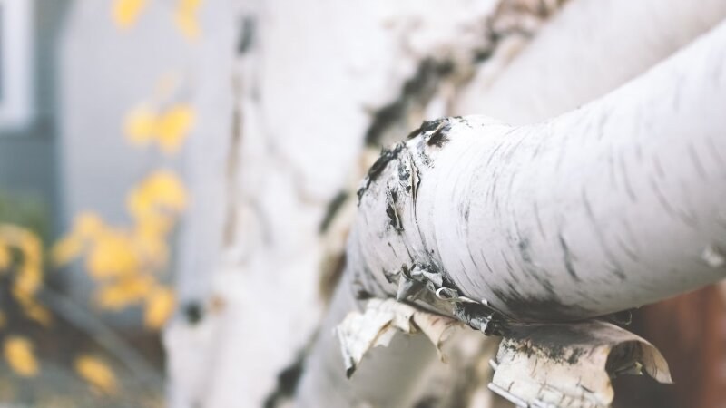 White Tree Branch