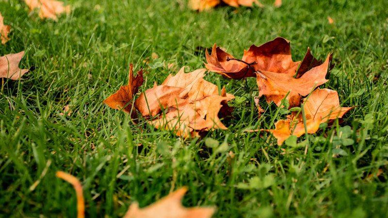 The Fall Lawn Tasks Winnipeg Homeowners Skip—and Regret Every Spring