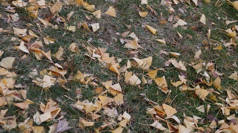 Fallen yellow leaves scattered across a lawn in autumn