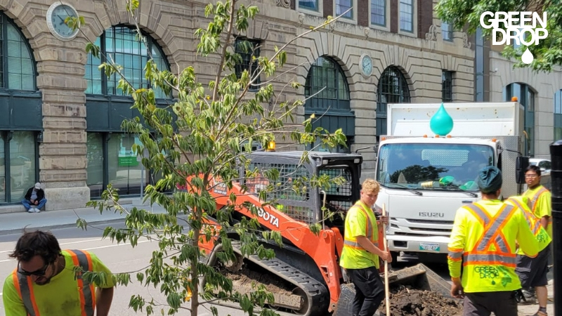 green drop workers planting trees in the city