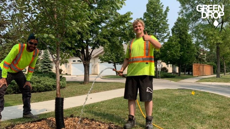 Green Drop worker watering tree in Saskatoon