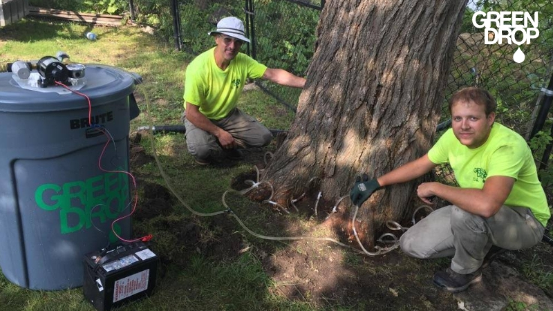 tree getting treatment by Green Drop in Winnipeg