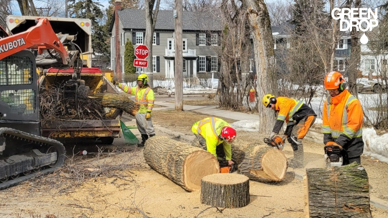 Green Drop workers cutting and removing trees