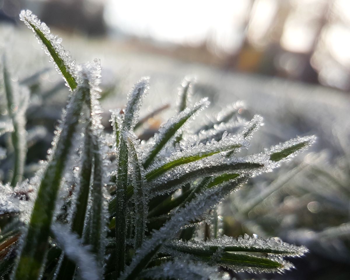 Close up view of winter frost on grass