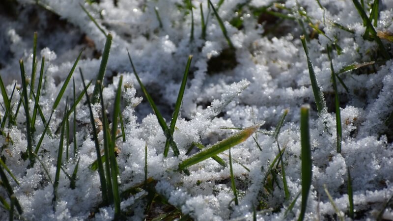 Winter Grass