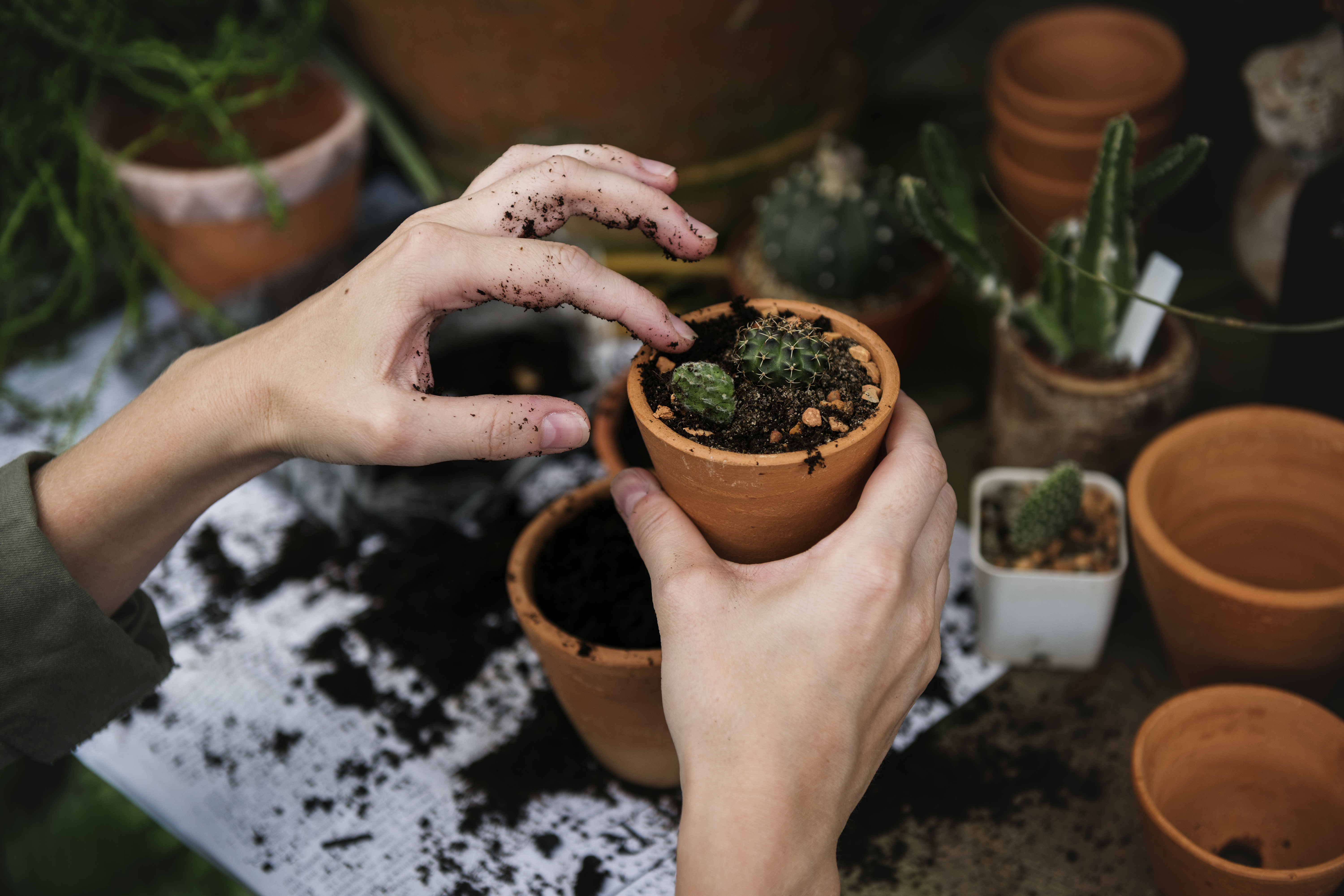 Person Potting Plants