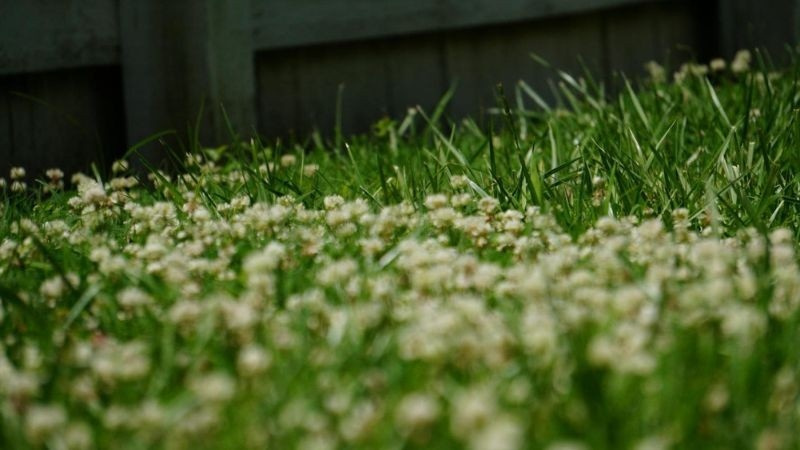 Dandelions growing through a lawn near a backyard fence