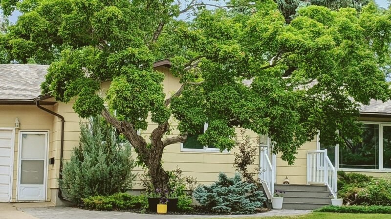 beautiful tree in a yard