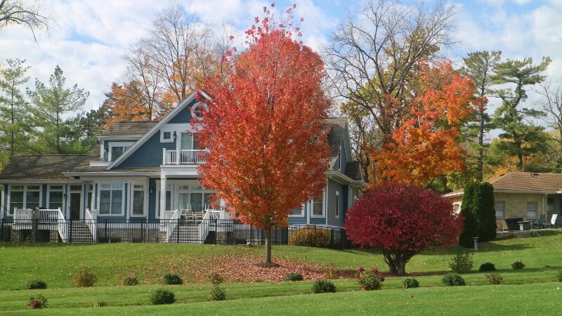 Yard Tree Maple