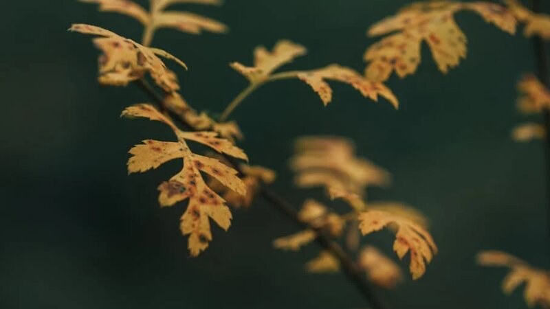 yellow oak leaves sign of oak decline explained by Green Drop